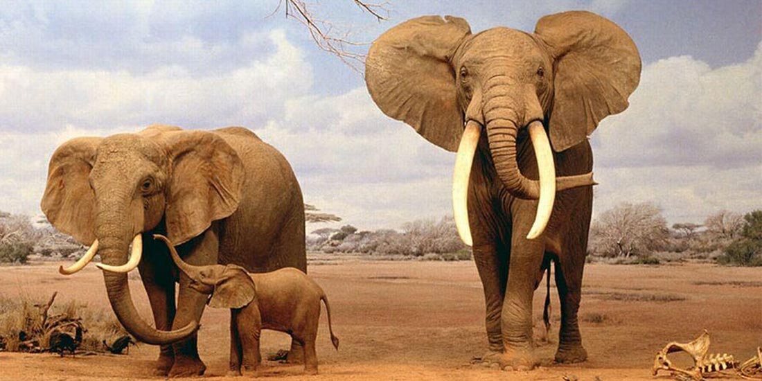 OIPA INTERNATIONAL OFFICIALLY BECOMES A “FRIEND OF WORLD ELEPHANT DAY”