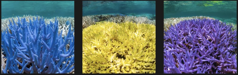 CORALS ARE GLOWING IN VIBRANT COLOURS IN A DESPERATE ATTEMPT TO SURVIVE. PROTECT THE OCEANS AND JOIN THE CAMPAIGN #GLOWINGGONE