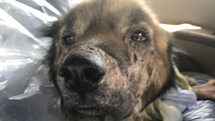 STRAY DOGS IN AZERBAIJAN HAVE NO RIGHT TO LIFE