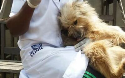166 DOGS ON THE STREET WITH NO FOOD AND MEDICAL CARE, HELP OIPA CAMEROON TO SAVE THEM
