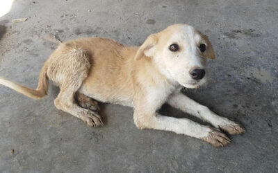WELCOME TO LAWIR FOR ANIMAL, IN SYRIA OUR NEW MEMBER LEAGUE IS READY TO BUILD A SHELTER