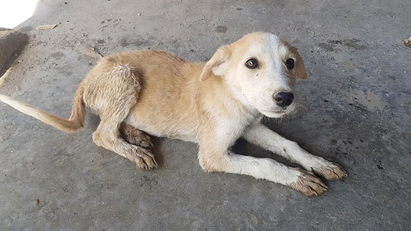 WELCOME TO LAWIR FOR ANIMAL, IN SYRIA OUR NEW MEMBER LEAGUE IS READY TO BUILD A SHELTER