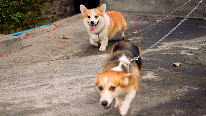 DOG WALKING BAN: IS WEIXIN (CHINA) RECONSIDERING ITS DECISION AFTER SOCIAL MEDIA BACKLASH?