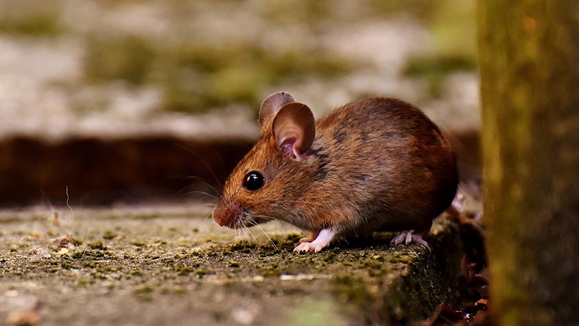 OIPA INDIA BATTLES AGAINST THE USE OF GLUE TRAPS FOR RODENTS