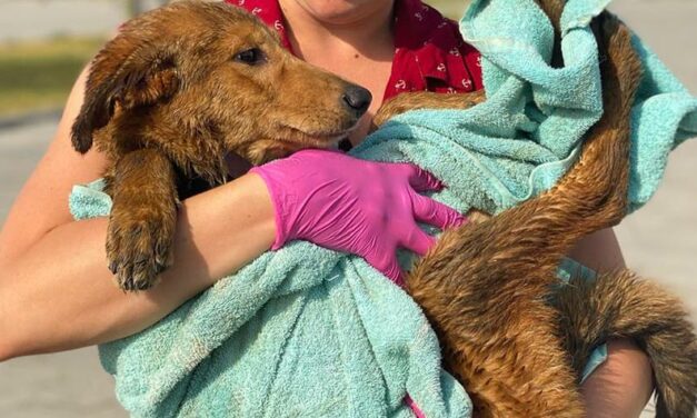 HELP STRAY DOGS AND CATS THIS #GIVINGTUESDAY