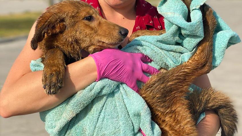 HELP STRAY DOGS AND CATS THIS #GIVINGTUESDAY