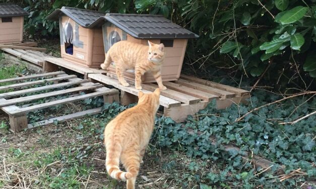 “ALICE’S CATS” UNDER THE RAIN AND BENEATH THE SNOW: OIPA’S VOLUNTEERS IN MILAN (ITALY) DO NOT LEAVE THEM ALONE. DO THE SAME, SUPPORT TO THE PROJECT!