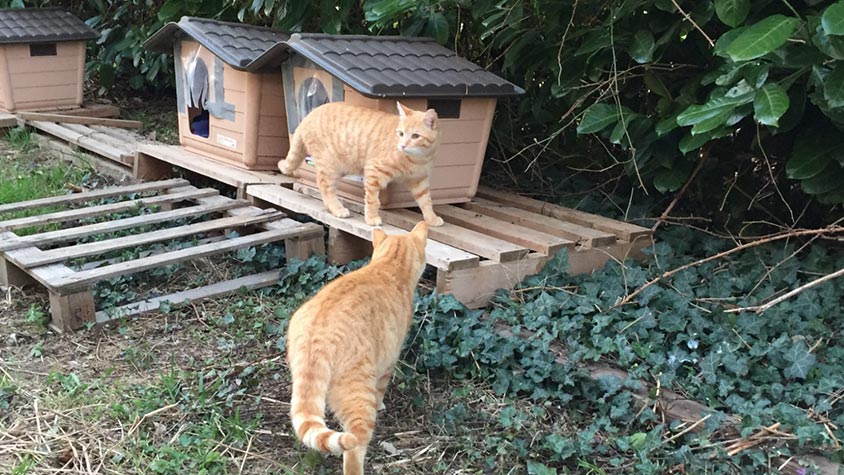 “ALICE’S CATS” UNDER THE RAIN AND BENEATH THE SNOW: OIPA’S VOLUNTEERS IN MILAN (ITALY) DO NOT LEAVE THEM ALONE. DO THE SAME, SUPPORT TO THE PROJECT!