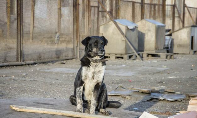 ANIMAL FRIENDS CROATIA MEETS THE MAJOR OF ZAGREB TO SUGGEST IMPROVEMENTS FOR THE SHELTER OF DUMOVEC AND OTHER SHELTERS IN THE COUNTRY
