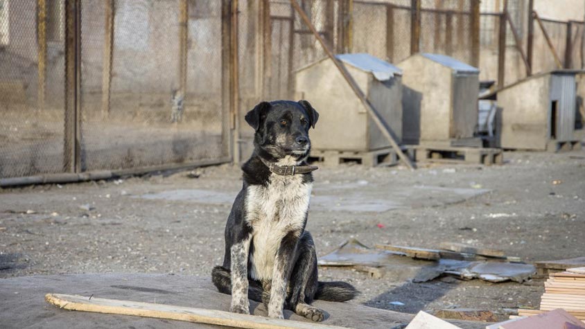 ANIMAL FRIENDS CROATIA MEETS THE MAJOR OF ZAGREB TO SUGGEST IMPROVEMENTS FOR THE SHELTER OF DUMOVEC AND OTHER SHELTERS IN THE COUNTRY