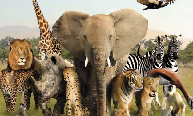 OIPA INTERNATIONAL TOGETHER WITH OVER 150 ANIMAL PROTECTION AND ENVIRONMENTAL NGOS CALL FOR ANIMAL WELFARE TO BE INCLUDED IN COVID-19 RECOVERY POLICIES AT SPECIAL SESSION OF THE UN GENERAL ASSEMBLY