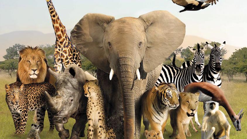 OIPA INTERNATIONAL TOGETHER WITH OVER 150 ANIMAL PROTECTION AND ENVIRONMENTAL NGOS CALL FOR ANIMAL WELFARE TO BE INCLUDED IN COVID-19 RECOVERY POLICIES AT SPECIAL SESSION OF THE UN GENERAL ASSEMBLY