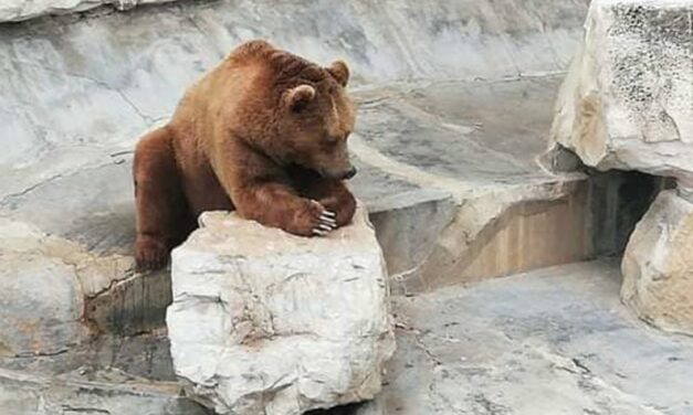 ANIMALS HELD IN A DREADFUL STATE AT BELVEDERE ZOO IN TUNIS
