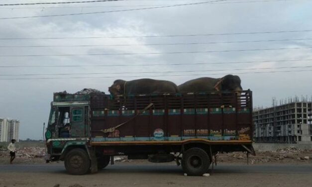 THANKS OIPA INDIA! GREAT GOLDEN CIRCUS LOSES RECOGNITION FOR USING ELEPHANTS AS PERFORMERS