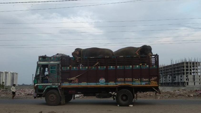 THANKS OIPA INDIA! GREAT GOLDEN CIRCUS LOSES RECOGNITION FOR USING ELEPHANTS AS PERFORMERS