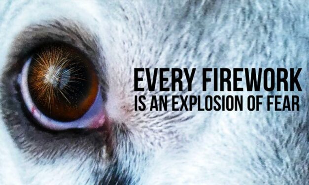 EVERY FIREWORK IS AN EXPLOSION OF FEAR FOR ANIMALS. KEEP THEM SAFE WITH 10 SIMPLE RECOMMENDATIONS