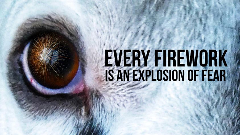 EVERY FIREWORK IS AN EXPLOSION OF FEAR FOR ANIMALS. KEEP THEM SAFE WITH 10 SIMPLE RECOMMENDATIONS