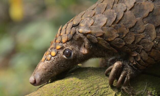 PANGOLINS CONSERVATION IN CAMPO MA’AN NATIONAL PARK: PROJECT PROPOSAL OF OIPA CAMEROON