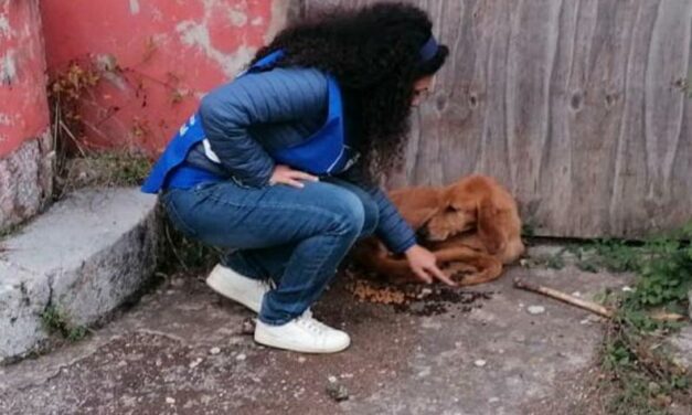 PLUTO AND THE WILL TO SURVIVE: SENTENCED TO DEATH, HE WAS DRAGGING WITH THE LAST STRENGHTS LEFT. RESCUED BY OIPA’S ITALY VOLUNTEERS, HE IS NOW SAFE