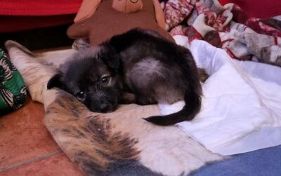 DEPRIVED FROM HER MUM TOO EARLY, BRICIOLINA HAS SURVIVED THANKS TO THE VOLUNTEERS OF OIPA ITALY, BUT SHE CAN’T WALK. HELP US TO SAVE HER!