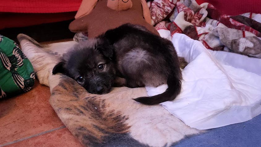 DEPRIVED FROM HER MUM TOO EARLY, BRICIOLINA HAS SURVIVED THANKS TO THE VOLUNTEERS OF OIPA ITALY, BUT SHE CAN’T WALK. HELP US TO SAVE HER!