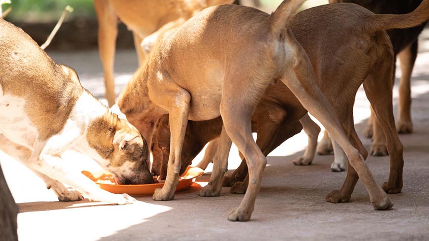 A CHALLENGING YEAR FOR ANIMAL RESCUE CAMBODIA: RESCUES, NEUTERING, VACCINATIONS, FEEDING AND ADOPTIONS FOR SO MANY STREET DOGS AND CATS
