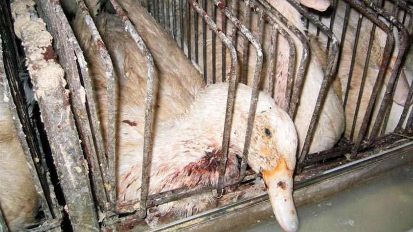 FRANCE AND INDIA WILL CUT HUNDRED OF THOUSAND OF POULTRY BIRDS TO CONTAIN THE AVIAN INFLUENZA. OIPA INTERNATIONAL: “OUTBREAK INCENTIVIZED BY THE INTENSIVE BREEDING SYSTEM. IT’S TIME TO SWITCH TO AN ETHICAL EATING”