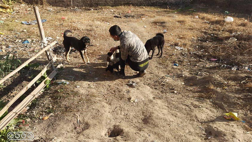 STRAY DOGS IN NEPAL: NAWRC – OIPA NEPAL LOOK AFTER THEM WITH A NEUTERING AND VACCINATION PROGRAM