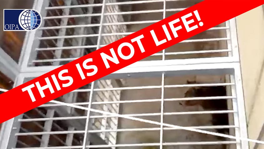 ITALY, 3 BEARS IMPRISONED IN SMALL CAGES INSIDE A WILDLIFE RESCUE CENTER. OIPA INTERNATIONAL WRITES TO THE EURO PARLIAMENT AND REPORTS THEIR GREAT SUFFERING