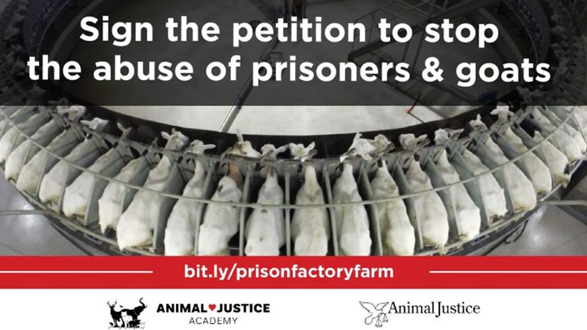 STOP CANADA’S PRISON FACTORY FARM PROJECT!