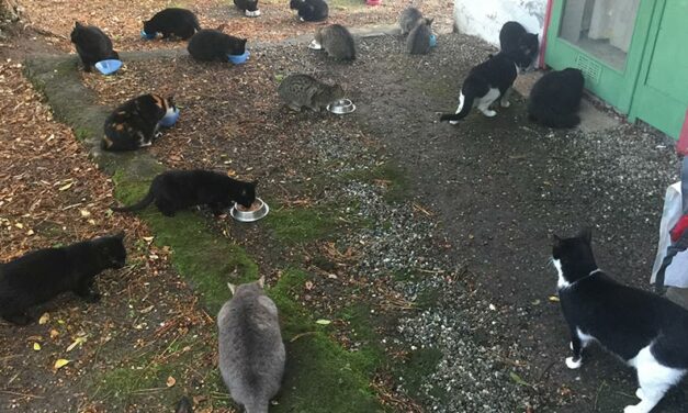 COMMUNITY CATS NEGLECTED IN THE FRENCH ISLAND OF CORSICA: OIPA’S VOLUNTEERS ASSIST THEM WITH FOOD, TREATMENTS AND STERILIZATIONS