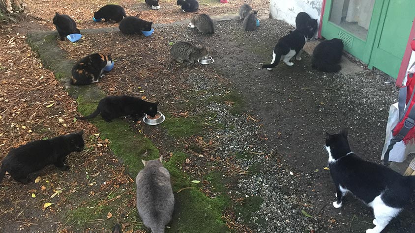COMMUNITY CATS NEGLECTED IN THE FRENCH ISLAND OF CORSICA: OIPA’S VOLUNTEERS ASSIST THEM WITH FOOD, TREATMENTS AND STERILIZATIONS