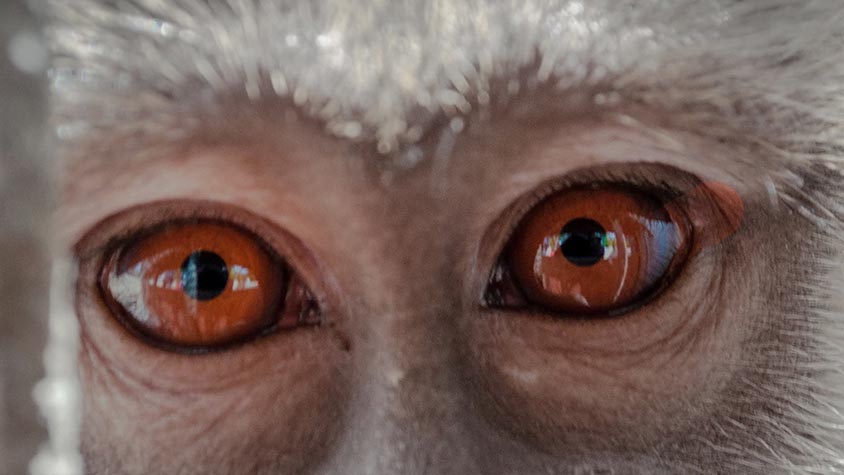 MACAQUES CONDEMNED IN ITALY: THE COUNCIL OF STATE RECONFIRMS LAB EXPERIMENTS FOR THE PROJECT “LIGHT-UP”