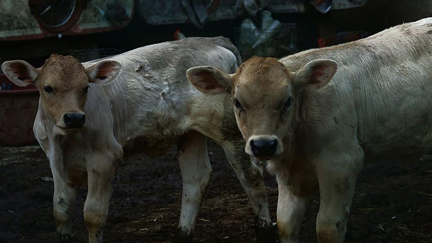 EUROPEAN COMMISSION REPLIES TO OIPA INTERNATIONAL ON THE CASE OF CATTLE ABOARD KARIM-ALLAH AND ELBEIK VESSELS