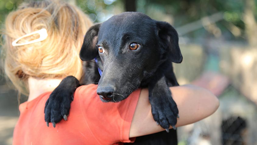 A SECURE PLACE FOR ABANDONED DOGS AND CATS IN SERBIA. HELP THEM KEEP HOPING FOR A BETTER FUTURE