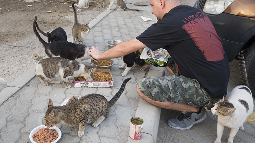 DUBAI, THE CITY OF LUXURY AND OSTENTATION IS INSTEAD A TERRIBLE HELL FOR STRAYS. RAISE YOUR VOICE AND HELP US STOP THE MASSACRE