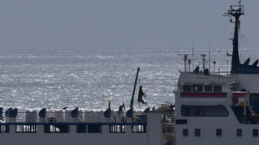 NO MERCY FOR COWS OF THE VESSEL ELBEIK: FOUND IN DETRIMENTAL CONDITIONS, SPANISH GOVERNMENT ISSUED AN ORDER TO EUTHANIZE THEM