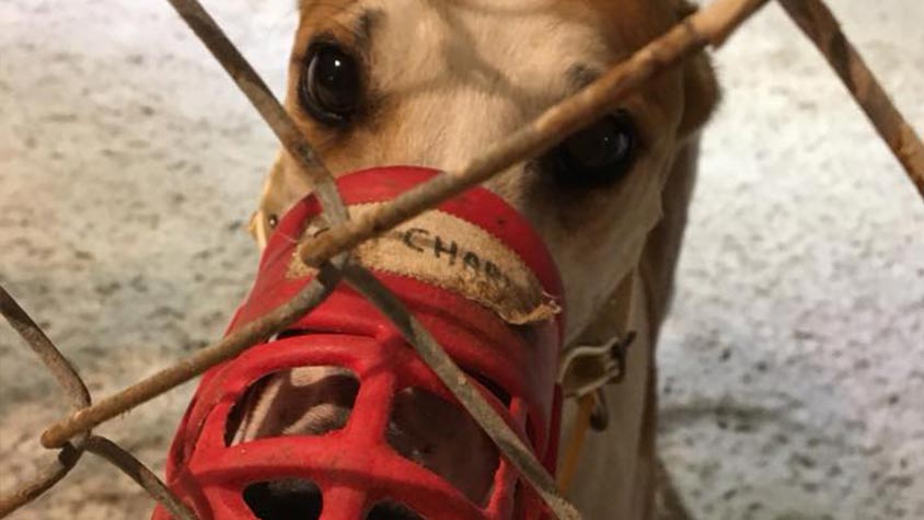 TOGETHER TO STRENGTHEN THE GLOBAL EFFORT TO END DOG RACING. HELP SAVE GREYHOUNDS WORLDWIDE