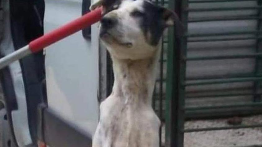 ANOTHER COUNTRY, ANOTHER MASS KILLING: THE POISONING OF STRAY DOGS IN TIRANA (ALBANIA). OIPA JOINS THE PROTEST AND PROPOSES SOLUTIONS
