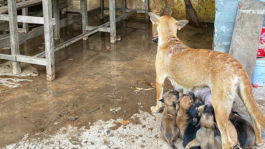 RESCUE MISSIONS, VACCINATIONS, DESEXING AND FOOD FOR HOMELESS DOGS AND CATS IN CAMBODIA