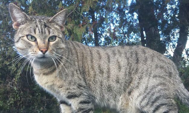 STRAY CATS OF CORSE ISLE WILL NOW HAVE A FULL BELLY FOR A LITTLE WHILE. A BIG “THANK-YOU” TO ALL OF YOU
