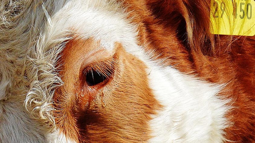 THE EUROPEAN COMMISSION PUBLISHES THE EVALUATION OF EU’S STRATEGY FOR THE PROTECTION AND WELFARE OF ANIMALS
