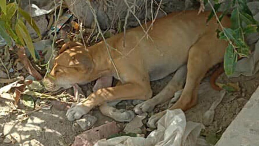 CALL TO ACTION OF OIPA AZERBAIJAN ON MASS CULLING OF STRAY DOGS IN PAKISTAN – LETTER TO EMBASSIES WORLDWIDE