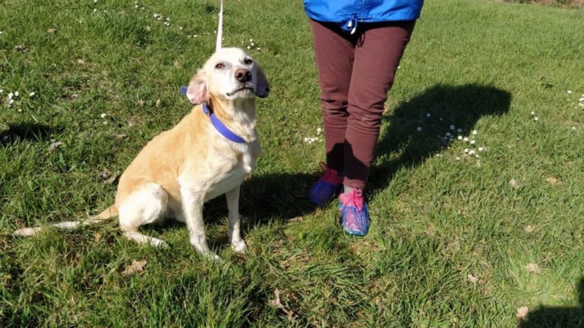 FOUND IN CRITICAL CONDITIONS, ULTIMO (AKA LAST) IS NOW SAFE! RESCUED BY OIPA ITALY’S VOLUNTEERS