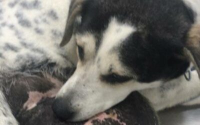 FOUND ROAMING IN A DISTRICT OF BAKU WITH A BIG TUMOR, ZIRA WAS RESCUED BY OIPA AZERBAIJAN. WE CAN GIVE HER A NEW LIFE
