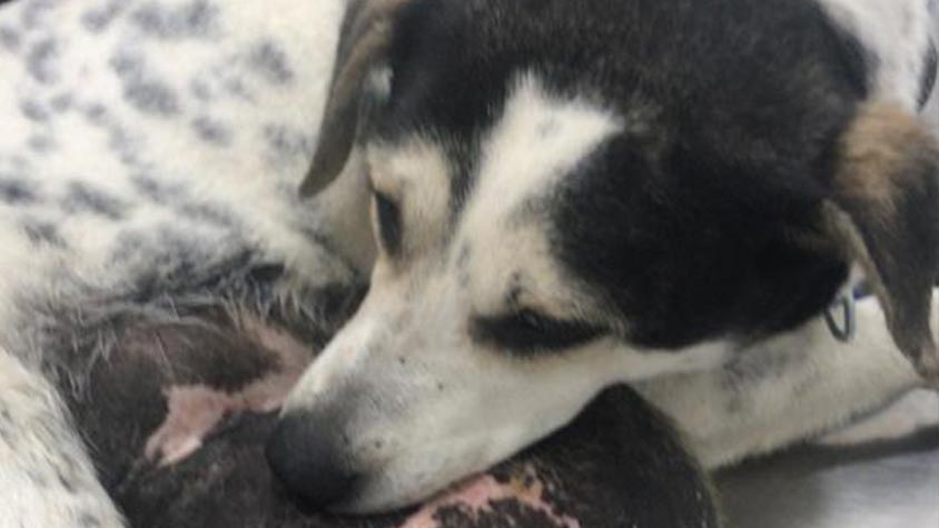 FOUND ROAMING IN A DISTRICT OF BAKU WITH A BIG TUMOR, ZIRA WAS RESCUED BY OIPA AZERBAIJAN. WE CAN GIVE HER A NEW LIFE