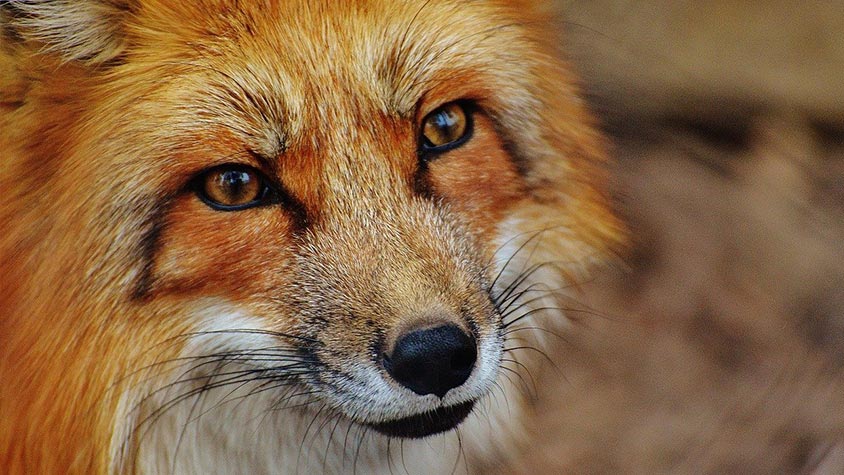 ISRAEL, FIRST COUNTRY IN THE WORLD TO BAN BY LAW FUR SALES