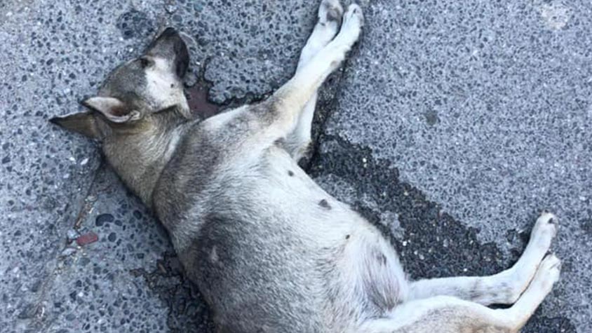 NO RESPITE FOR STRAYS IN ALBANIA: DOGS READY TO REACH ITALY FOR FINDING A FAMILY FOREVER FOUND POISONED