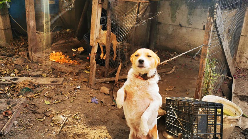 THREE DOGS SEIZED BY OIPA ITALY’S ANIMAL CONTROL OFFICERS. THE OWNER REPORTED FOR ANIMAL CRUELTY AND ABANDONMENT