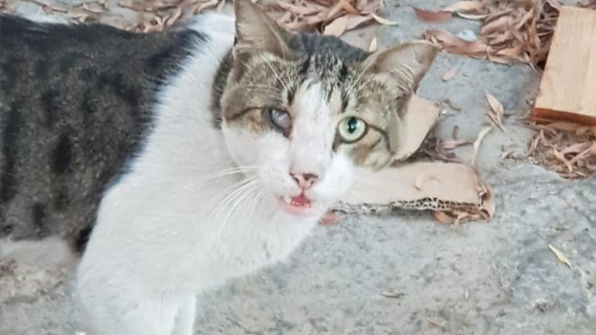 SOS DUBAI STRAY CATS. SUMMER IS TOUGHER WHEN YOU HAVE NO ACCESS TO FOOD AND WATER
